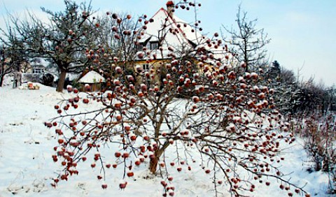 Mispelbaum im Klosterhof-Garten