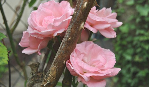 Alte Rosenstöcke im Garten
