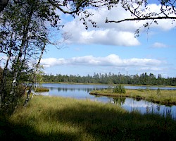 Hochmoor bei Kaltenbronn