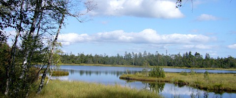 Hochmoor bei Kaltenbronn