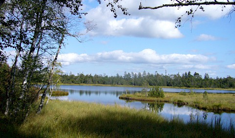 Hochmoor bei Kaltenbronn