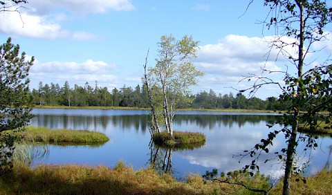 Hochmoor bei Kaltenbronn