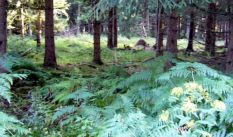 Farne auf feuchtem Waldboden